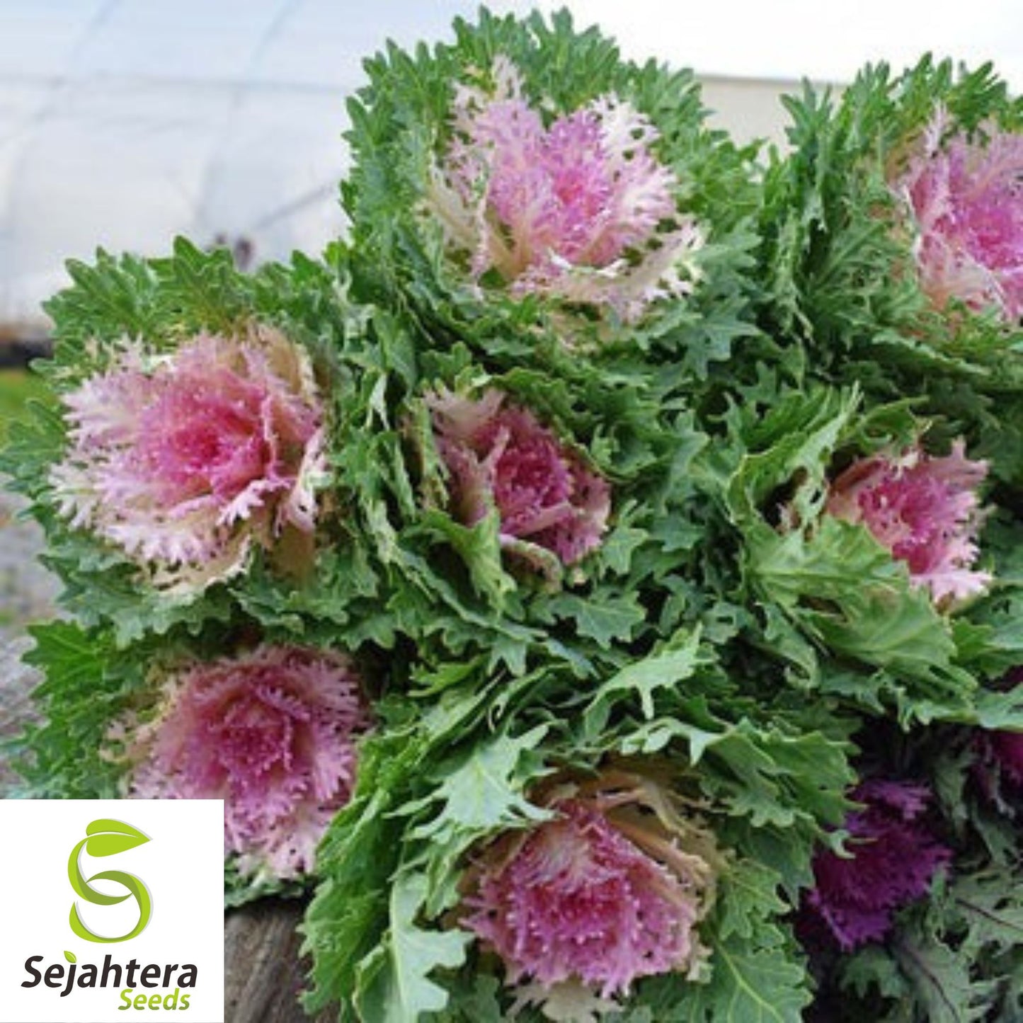 25+ Ornamental Kale Seeds (Brassica oleracea) - Non-GMO, Decorative & Edible