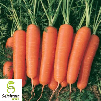 300 Scarlet Nantes Carrot Seeds - Non-GMO, Sweet & Tender Heirloom Variety