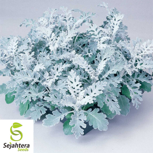 200+ Silverdust Seeds | Dusty Miller {Cineraria Maritima}