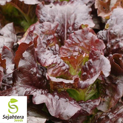 1000 Red Romaine Lettuce Seeds - Non-GMO, Crisp & Vibrant Greens