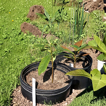 Hass Avocado Tree – Persea americana Live Seedlings | 5 Height Options Available | No Pesticides Used  Tropical Fruit Starter | Great Gift Idea | Backyard & Patio Friendly