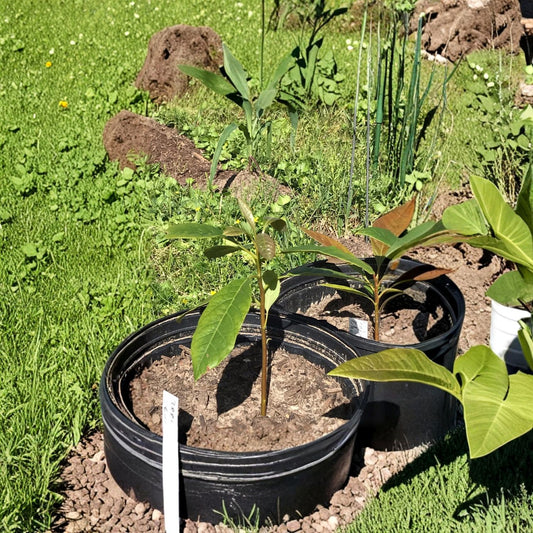 Hass Avocado Tree – Persea americana Live Seedlings | 5 Height Options Available | No Pesticides Used  Tropical Fruit Starter | Great Gift Idea | Backyard & Patio Friendly