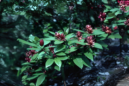 Eastern Sweetshrub (Calycanthus floridus var. glaucus)