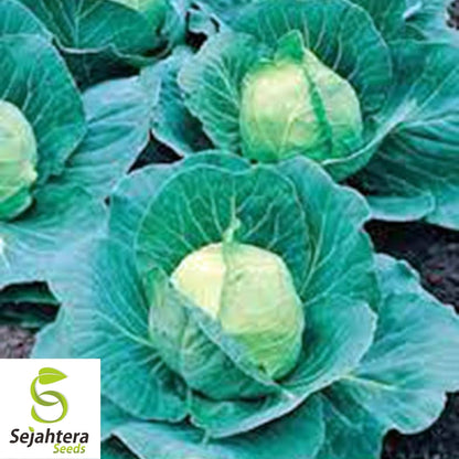 Golden Acre Cabbage Seeds 500+ | Heirloom Vegetable Garden NON-GMO USA