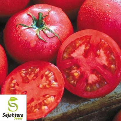 Eva Purple Ball Tomato Seeds 50 Ct | Heirloom Indeterminate NON-GMO USA