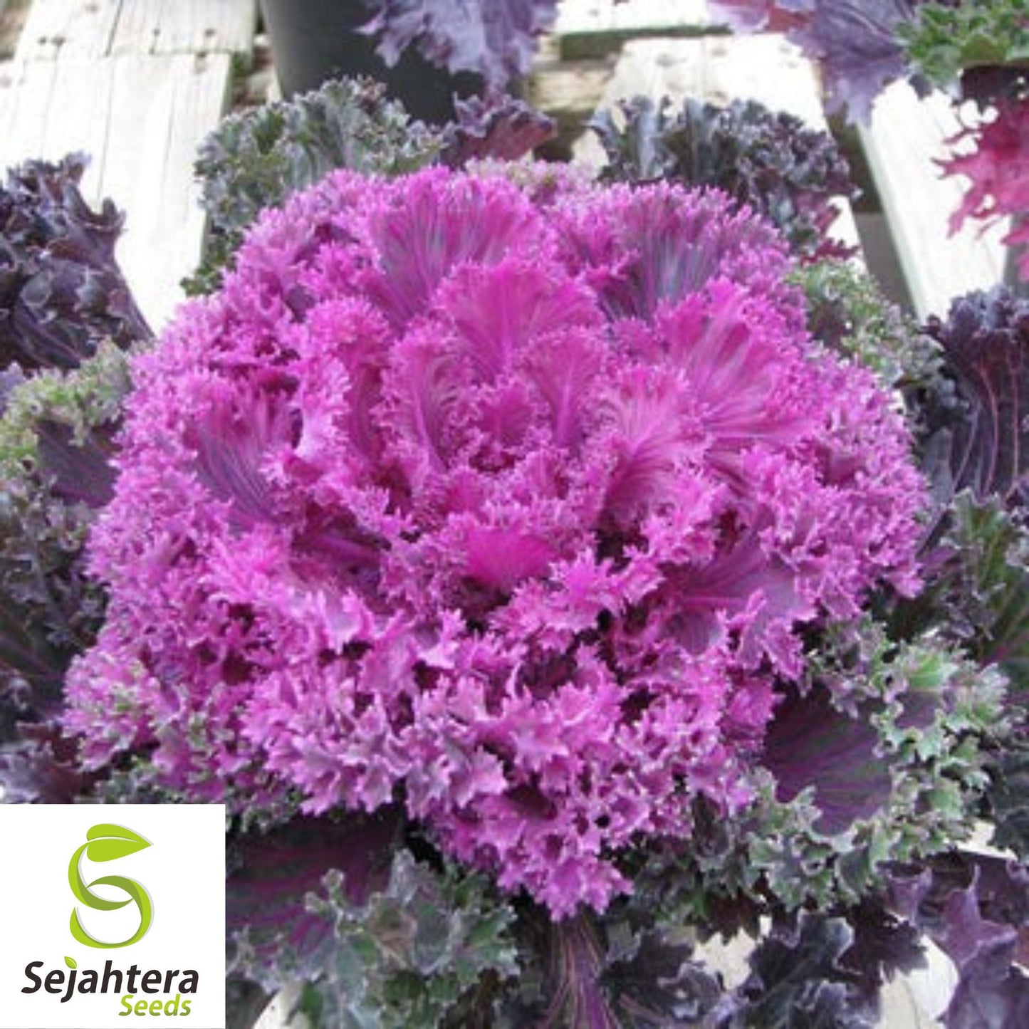 25+ Ornamental Kale Seeds (Brassica oleracea) - Non-GMO, Decorative & Edible