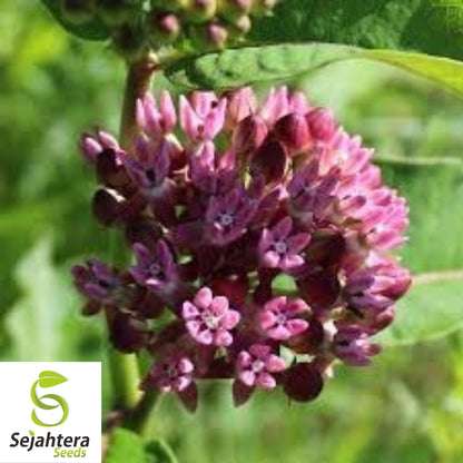 Common Milkweed Seeds 30+ | Asclepias syriaca Native Perennial Wildflower USA