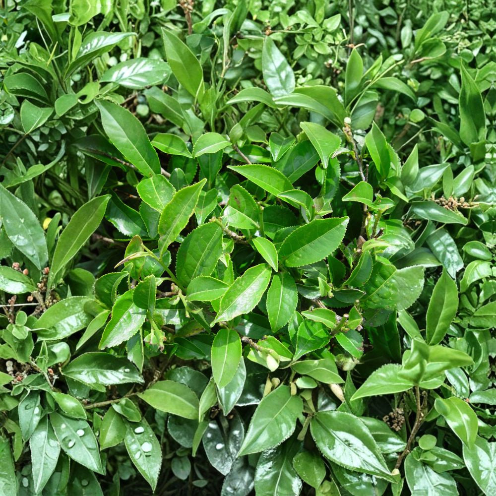 Green Tea Plant – Camellia sinensis Live Tea Plant | 1–2 Feet Tall | Ships in 6” Pot  Homegrown Tea Leaves | Evergreen Shrub | Container Friendly