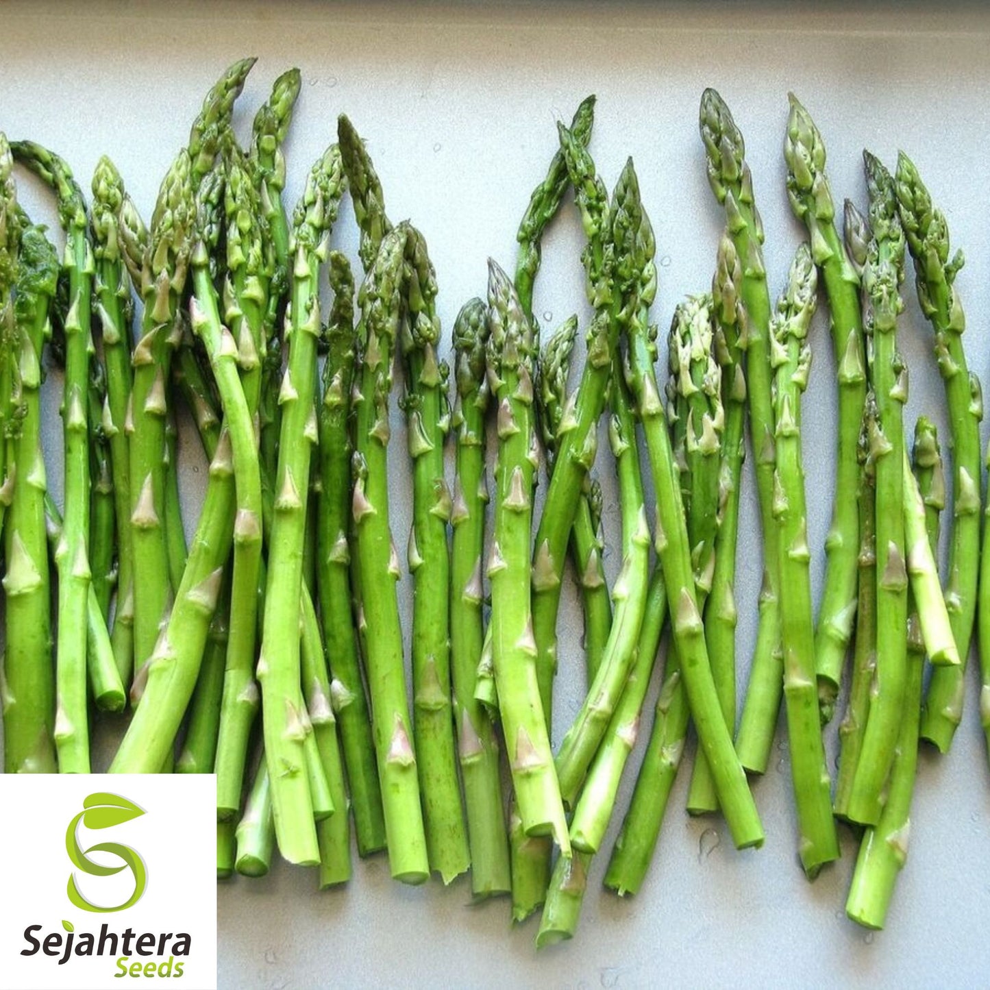 Mary Washington Asparagus Seeds - 200+ Heirloom - Organic, Non-GMO & Fresh