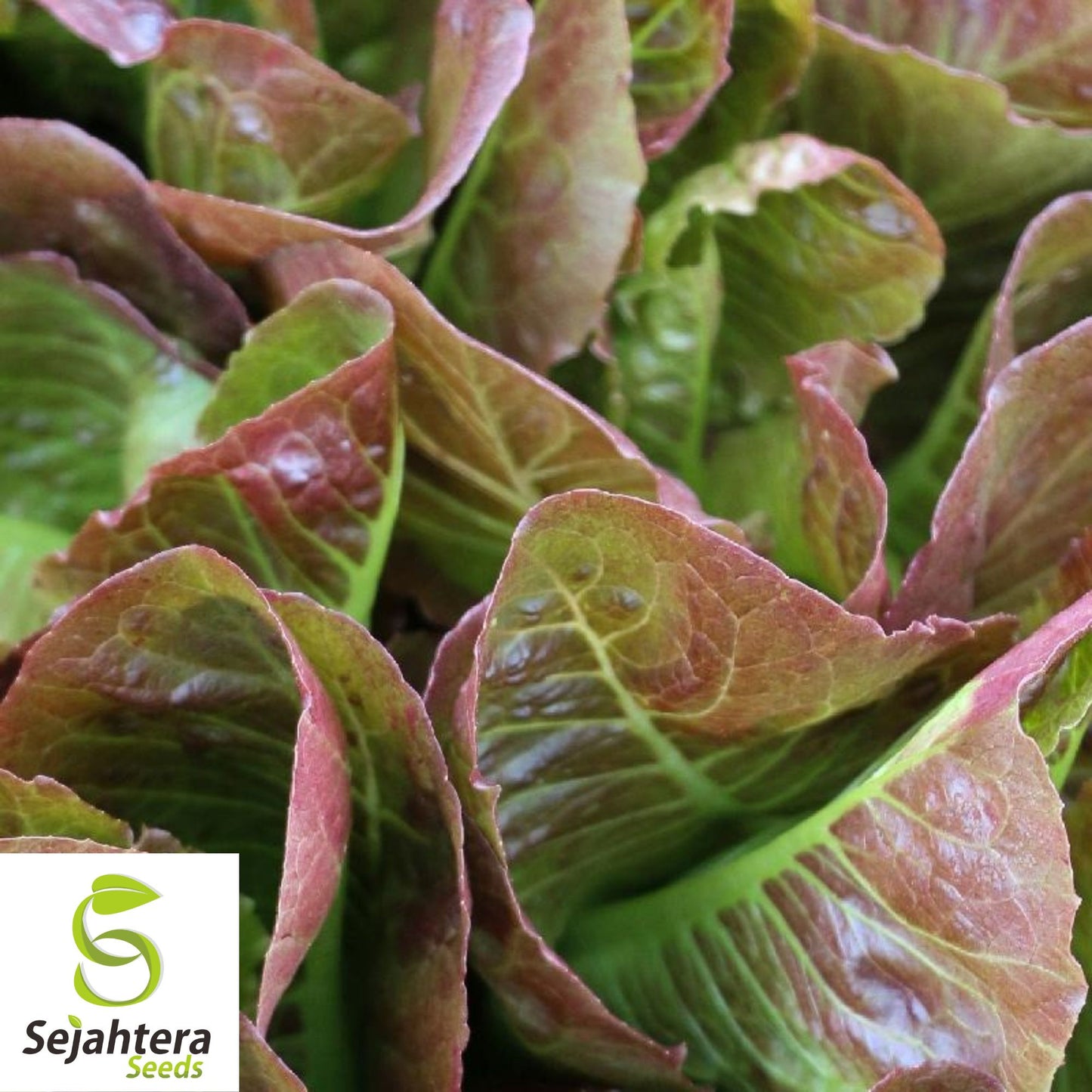 1000 Red Romaine Lettuce Seeds - Non-GMO, Crisp & Vibrant Greens