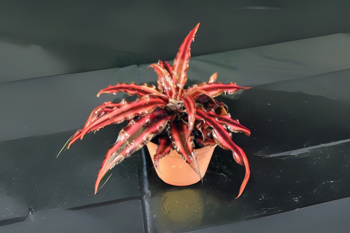 Cryptanthus Ruby 4" Pot - Burgundy-Red Variegated Foliage - Cryptanthus spp. - Ideal for Shade & Small Container Gardening