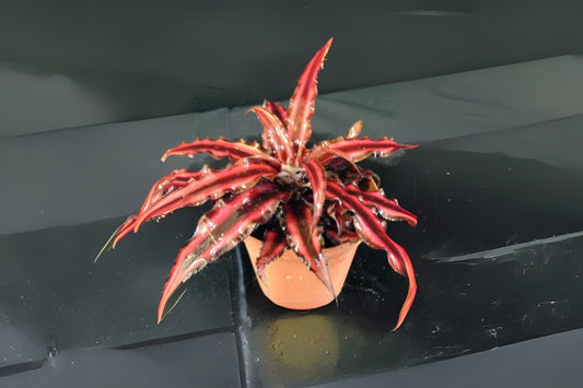 Cryptanthus Ruby 4" Pot - Burgundy-Red Variegated Foliage - Cryptanthus spp. - Ideal for Shade & Small Container Gardening