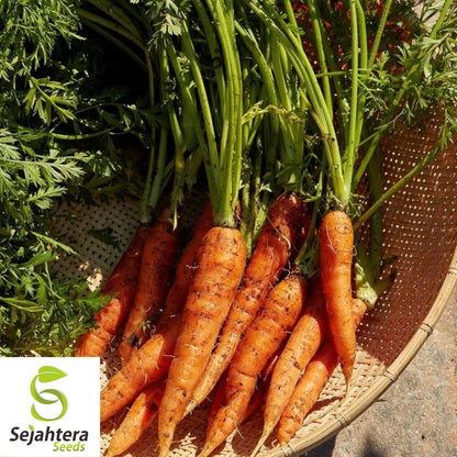 300 Scarlet Nantes Carrot Seeds - Non-GMO, Sweet & Tender Heirloom Variety