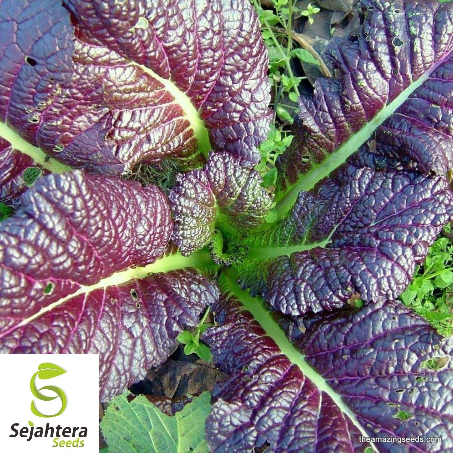 Mustard Giant Red Seeds 1000+ | Greens for Vegetable Garden NON-GMO USA