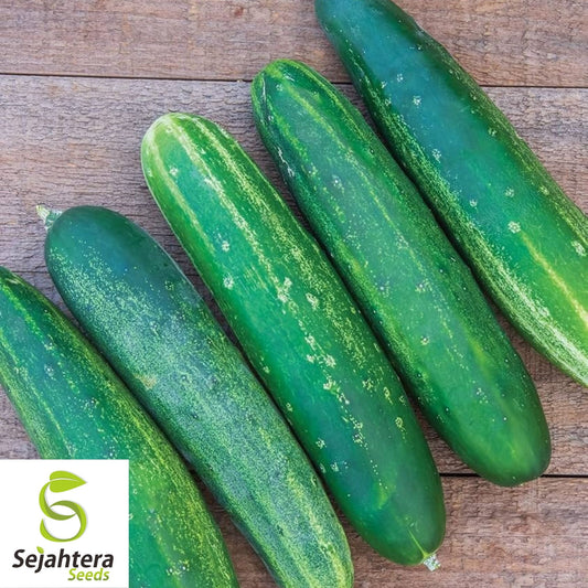 Straight Eight Cucumber Seeds 60+ | NON-GMO Heirloom Vegetable Garden USA