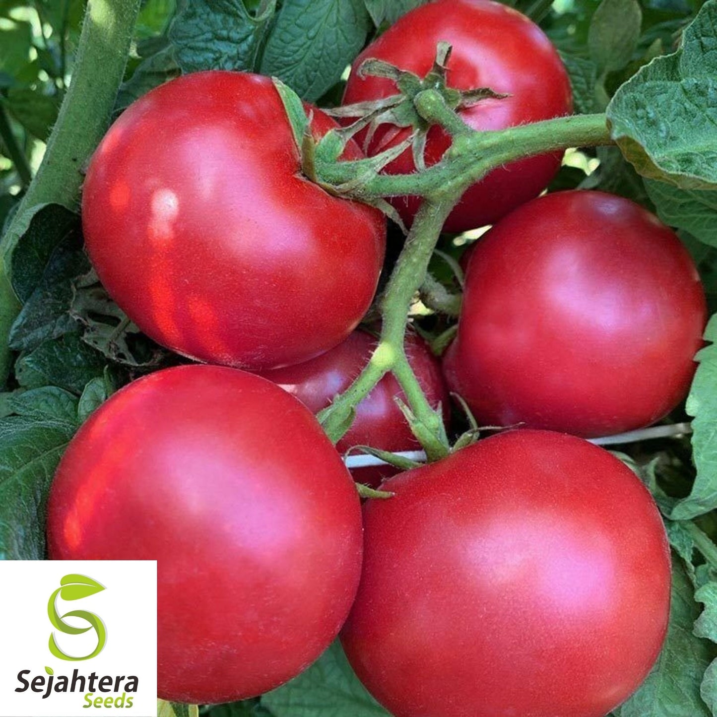 Eva Purple Ball Tomato Seeds 50 Ct | Heirloom Indeterminate NON-GMO USA