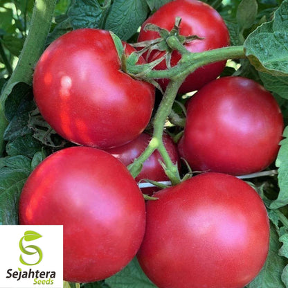 Eva Purple Ball Tomato Seeds 50 Ct | Heirloom Indeterminate NON-GMO USA