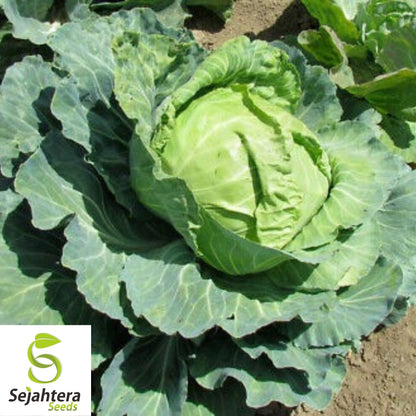 Golden Acre Cabbage Seeds 500+ | Heirloom Vegetable Garden NON-GMO USA