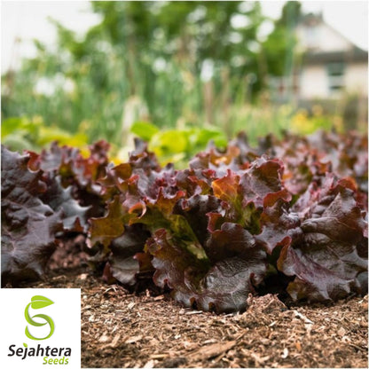 1000 Red Romaine Lettuce Seeds - Non-GMO, Crisp & Vibrant Greens