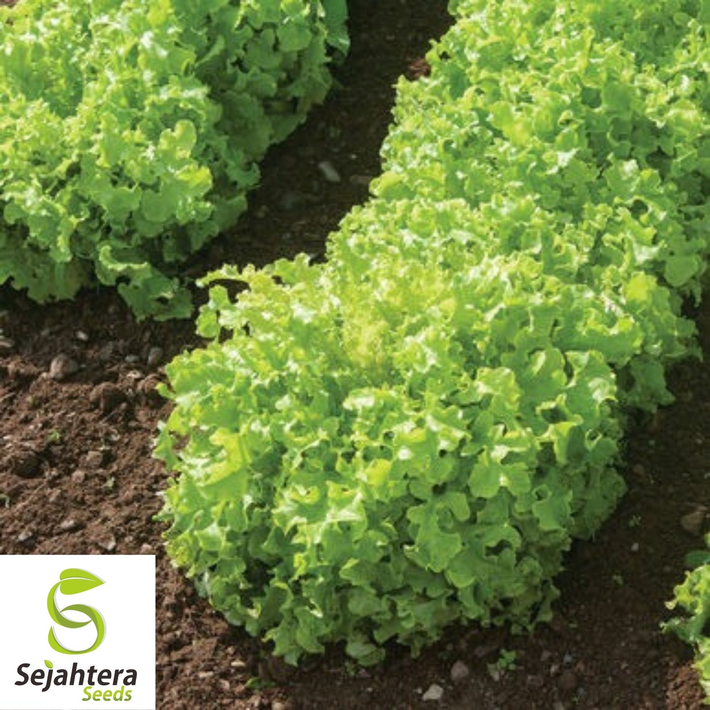 1000 Salad Bowl Lettuce Seeds - Non-GMO, Tender & Heirloom Leaf Variety