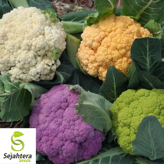 Rainbow Blend Cauliflower & Broccoli Seeds - Non-GMO, Vibrant & Nutritious Mix