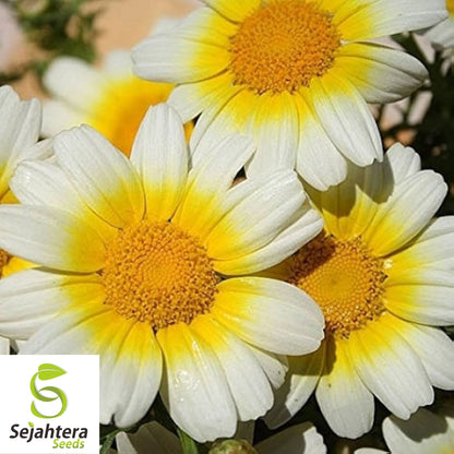 Garland Daisy Seeds 200+ | Chrysanthemum Annual Yellow White Flowers USA
