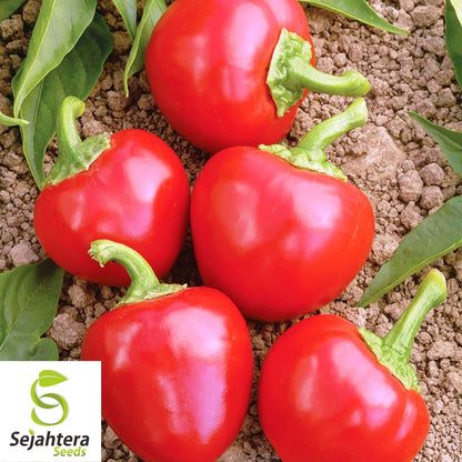 50+ Red Cherry Hots Pepper Seeds - Heirloom, Cherry Bomb Hot Vegetable
