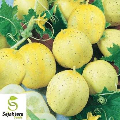60+ Lemon Cucumber Seeds - Heirloom, Non-GMO & Unique Garden Variety