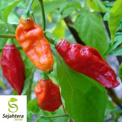 20 Ghost Pepper Bhut Jolokia Seeds - Non-GMO, Fiery & Spicy Peppers