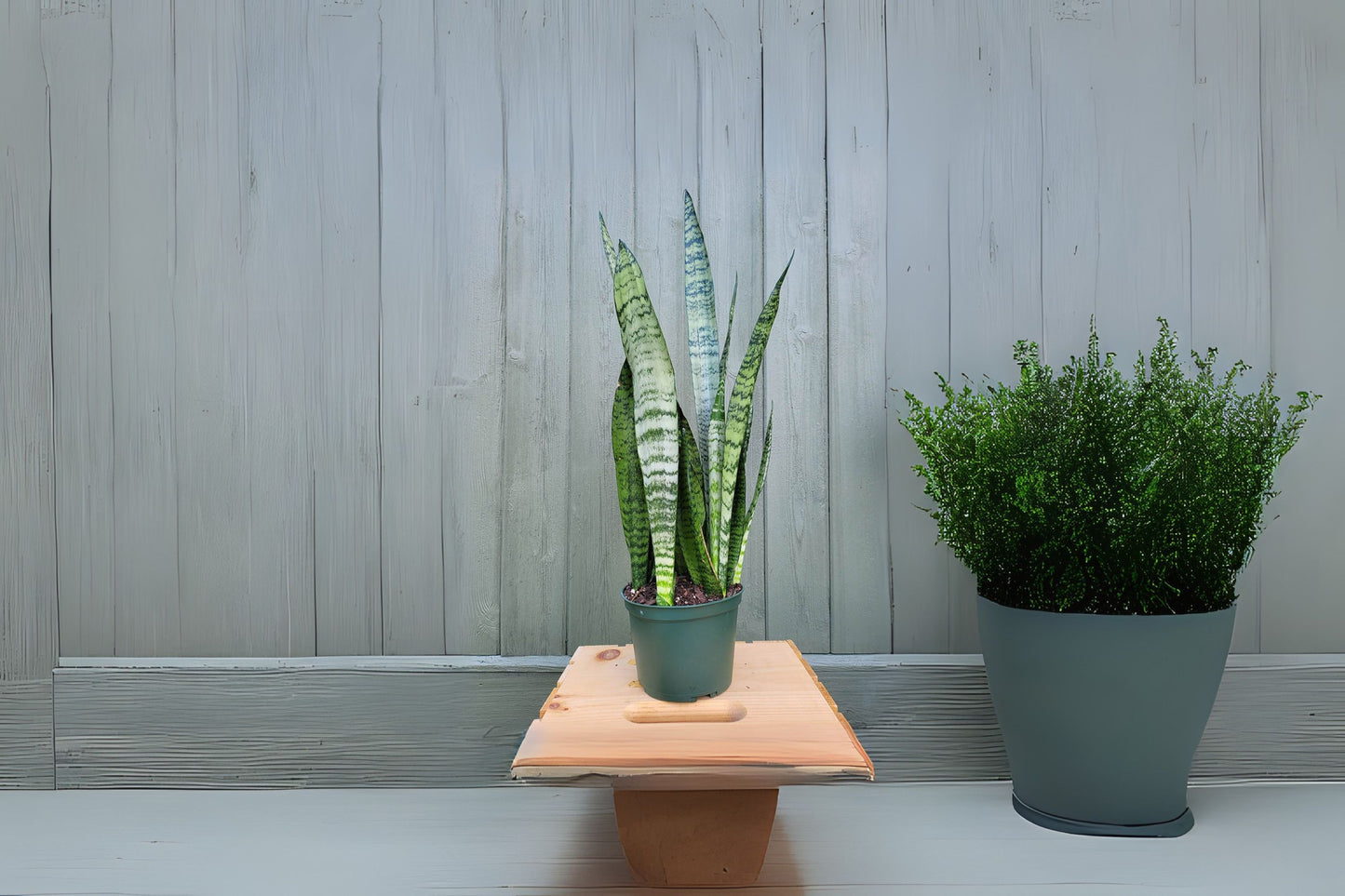 Sansevieria Wintergreen Snake Plant 3 Gallon Pot - Sansevieria trifasciata 'Wintergreen' - Hardy Indoor Air Purifying Plant