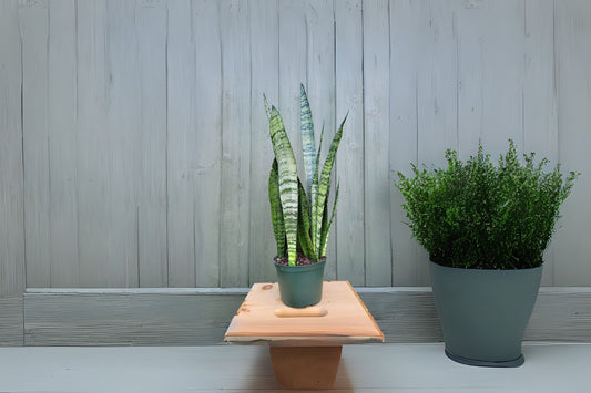 Sansevieria Wintergreen Snake Plant 3 Gallon Pot - Sansevieria trifasciata 'Wintergreen' - Hardy Indoor Air Purifying Plant