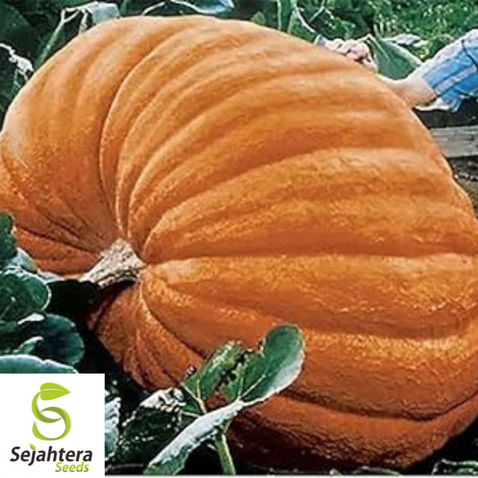Atlantic Giant Pumpkin Seeds 5 Ct | Dill's World Record NON-GMO USA