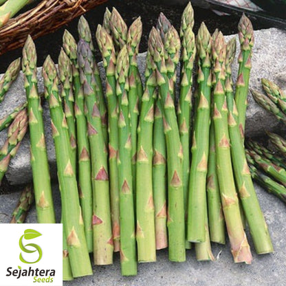 Mary Washington Asparagus Seeds - 200+ Heirloom - Organic, Non-GMO & Fresh