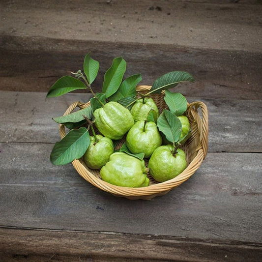 Kilo Guava Tree – Psidium guajava Live Air-Layered Tree | 2 Feet Tall | Ships in 1 Gallon Pot  Large Tropical Fruit | Sweet & Aromatic | Early Fruiting