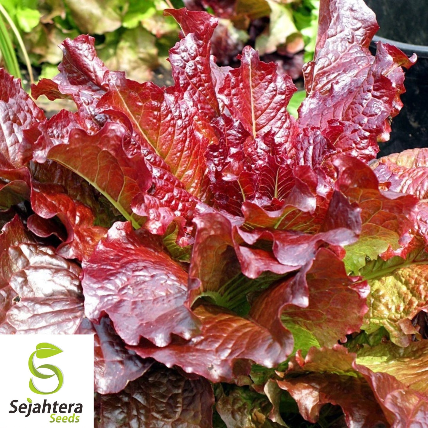 1000 Red Romaine Lettuce Seeds - Non-GMO, Crisp & Vibrant Greens