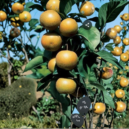 Korean Giant Pear & American Plum – Pyrus pyrifolia & Prunus americana 10 Fresh Cuttings | 5 Pear + 5 Plum | For Grafting or Rooting  Cold Hardy Scion Wood | Dormant Season Cut | Zone 4–8