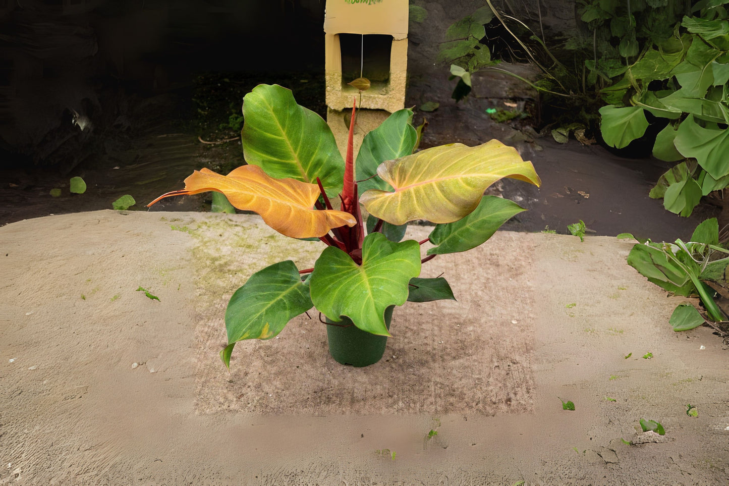 Philodendron McColley's Finale Plant in 6" Pot - Easy Care Houseplant (Philodendron 'McColley's Finale')