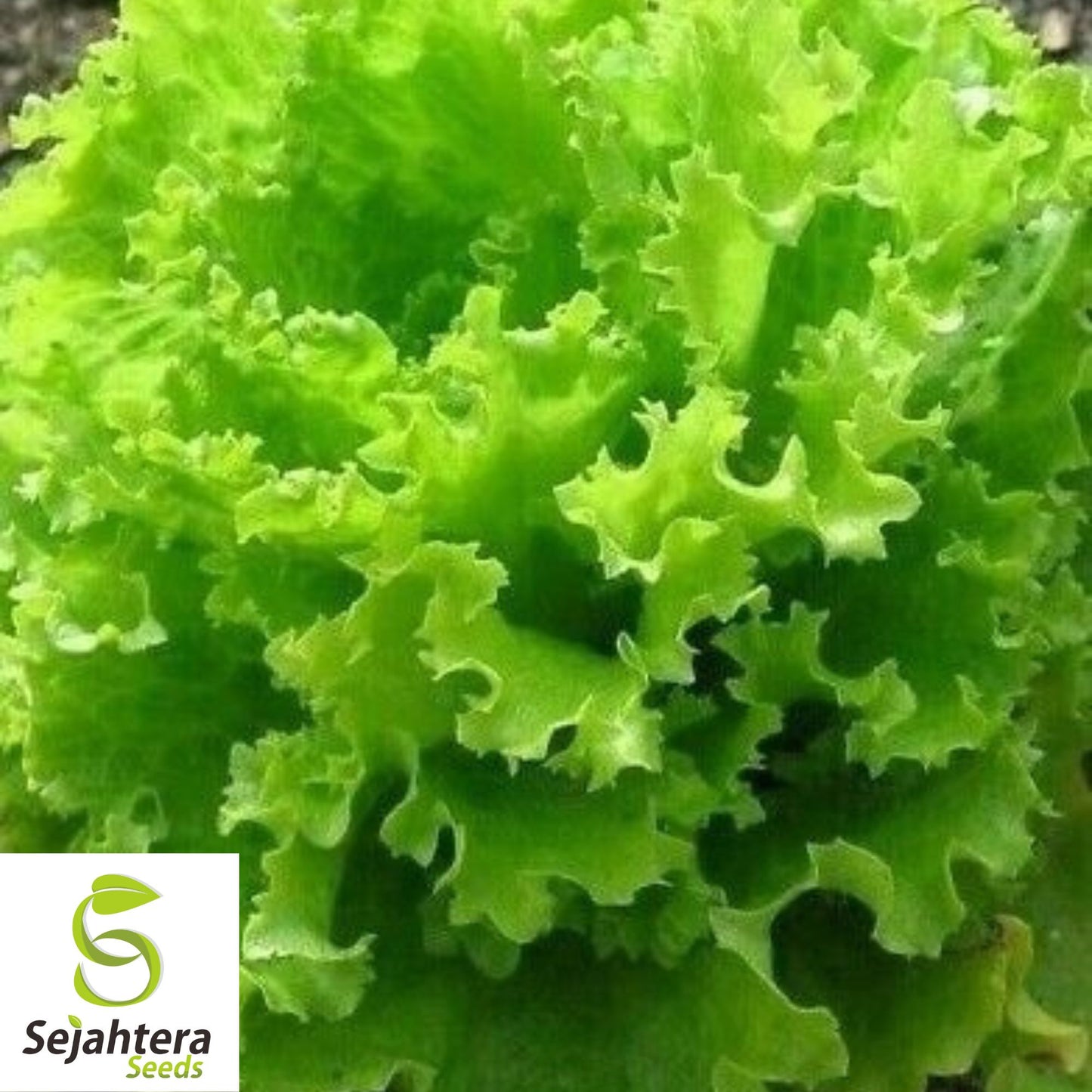 1000 Salad Bowl Lettuce Seeds - Non-GMO, Tender & Heirloom Leaf Variety