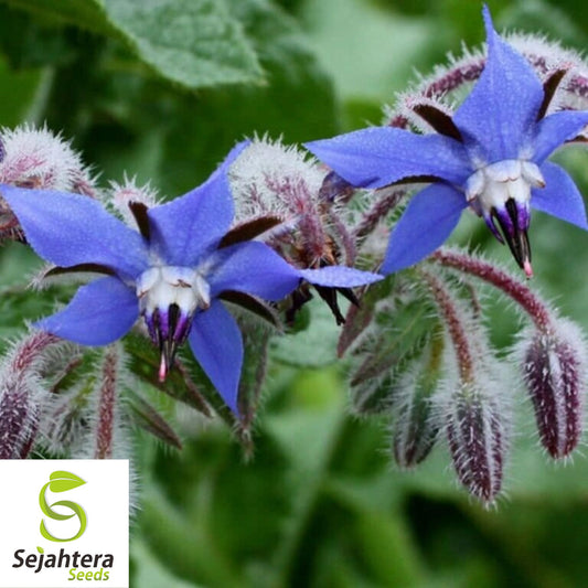 Borage Herb Seeds - 100+ Heirloom, Non-GMO, Pest Repellent & Fresh