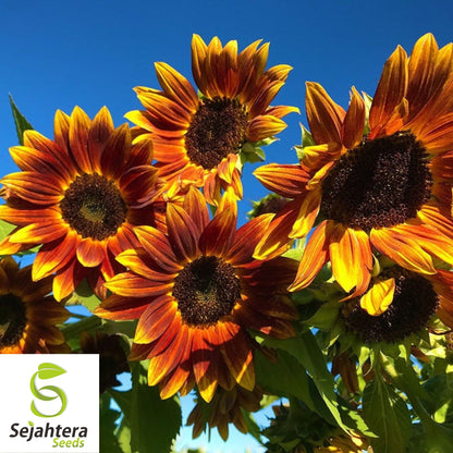 50+ Earthwalker Sunflower Seeds - Heirloom, Non-GMO, Vibrant Annual Blooms
