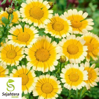 Garland Daisy Seeds 200+ | Chrysanthemum Annual Yellow White Flowers USA