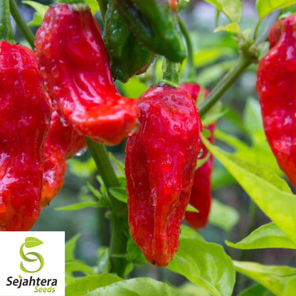 20 Ghost Pepper Bhut Jolokia Seeds - Non-GMO, Fiery & Spicy Peppers