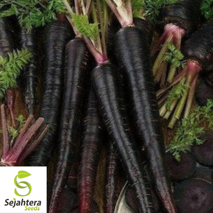 Black Nebula Carrot Seeds - 100+ Heirloom, Organic, Non-GMO & Rare