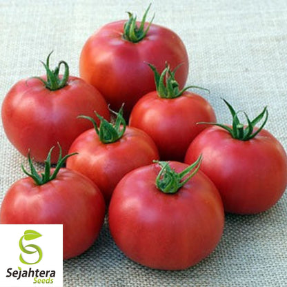 Eva Purple Ball Tomato Seeds 50 Ct | Heirloom Indeterminate NON-GMO USA