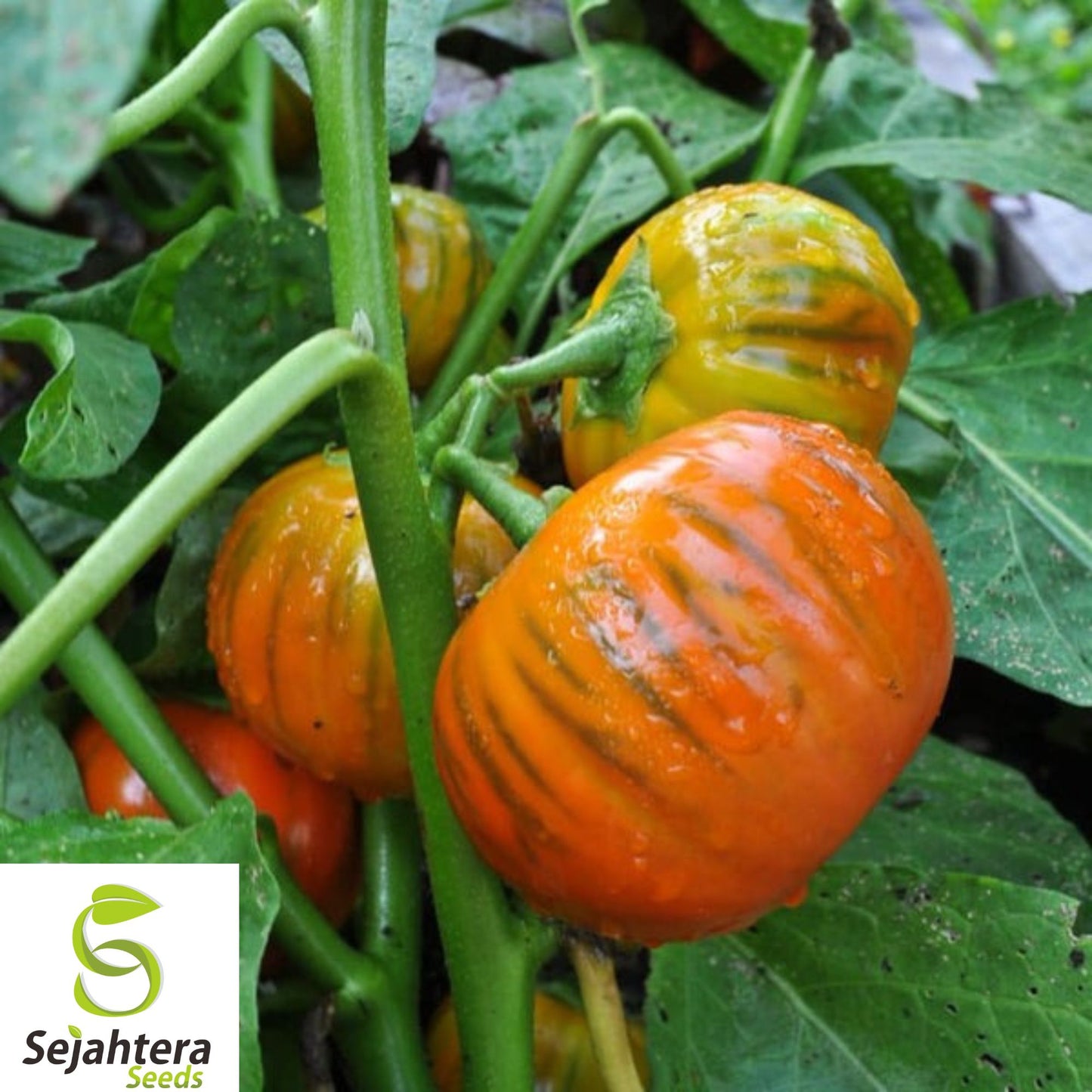 Turkish Orange Eggplant Seeds - 50+ Heirloom, Organic, Non-GMO & Fresh