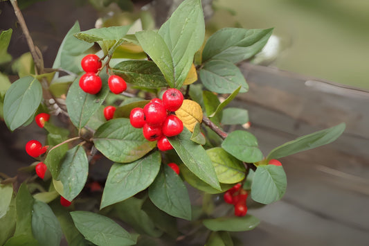 Hollyberry Cotoneaster (Cotoneaster bullatus clean seed)