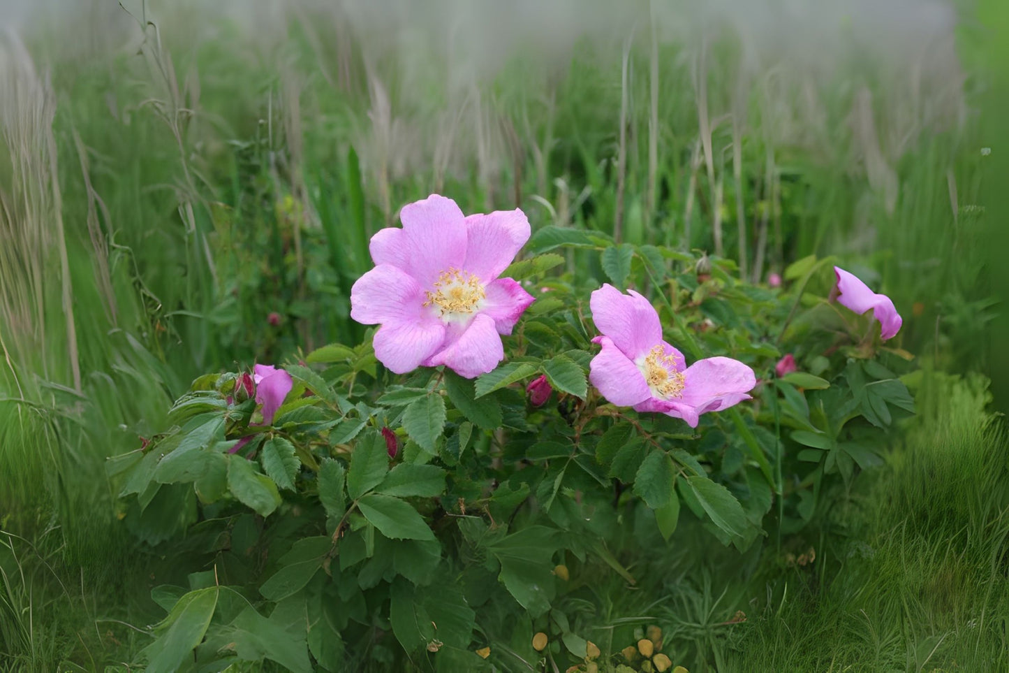 Nootka Rose (Rosa nutkana)