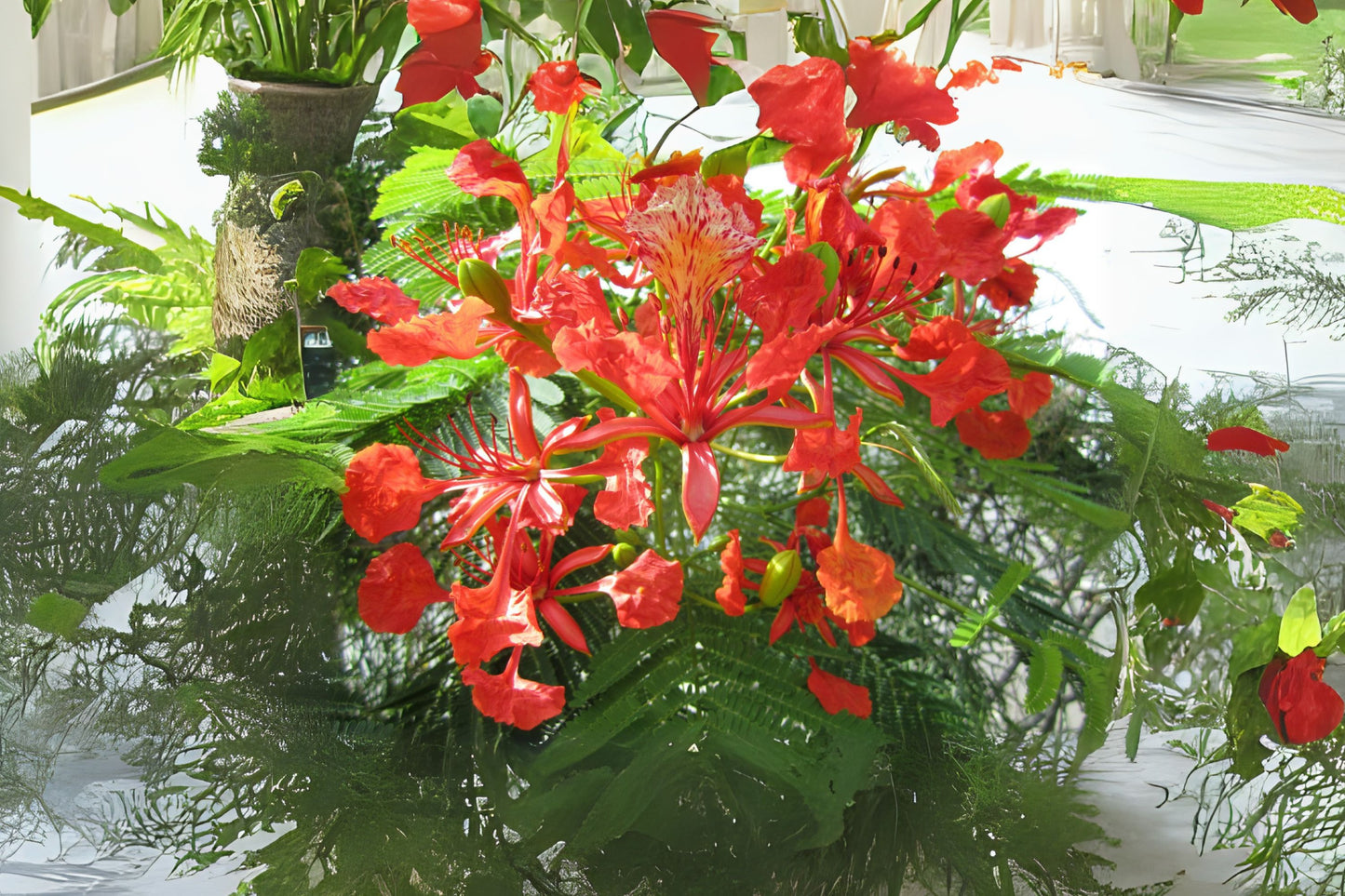 Fresh Flamboyant Tree Seeds - 10 Seeds of Royal Poinciana, Delonix Regia, Red Flame Tree - Easy to Sprout, Harvested This Season