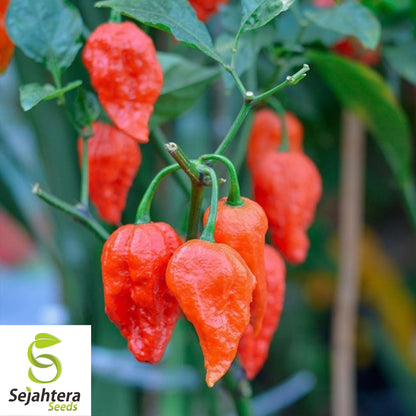 20 Ghost Pepper Bhut Jolokia Seeds - Non-GMO, Fiery & Spicy Peppers