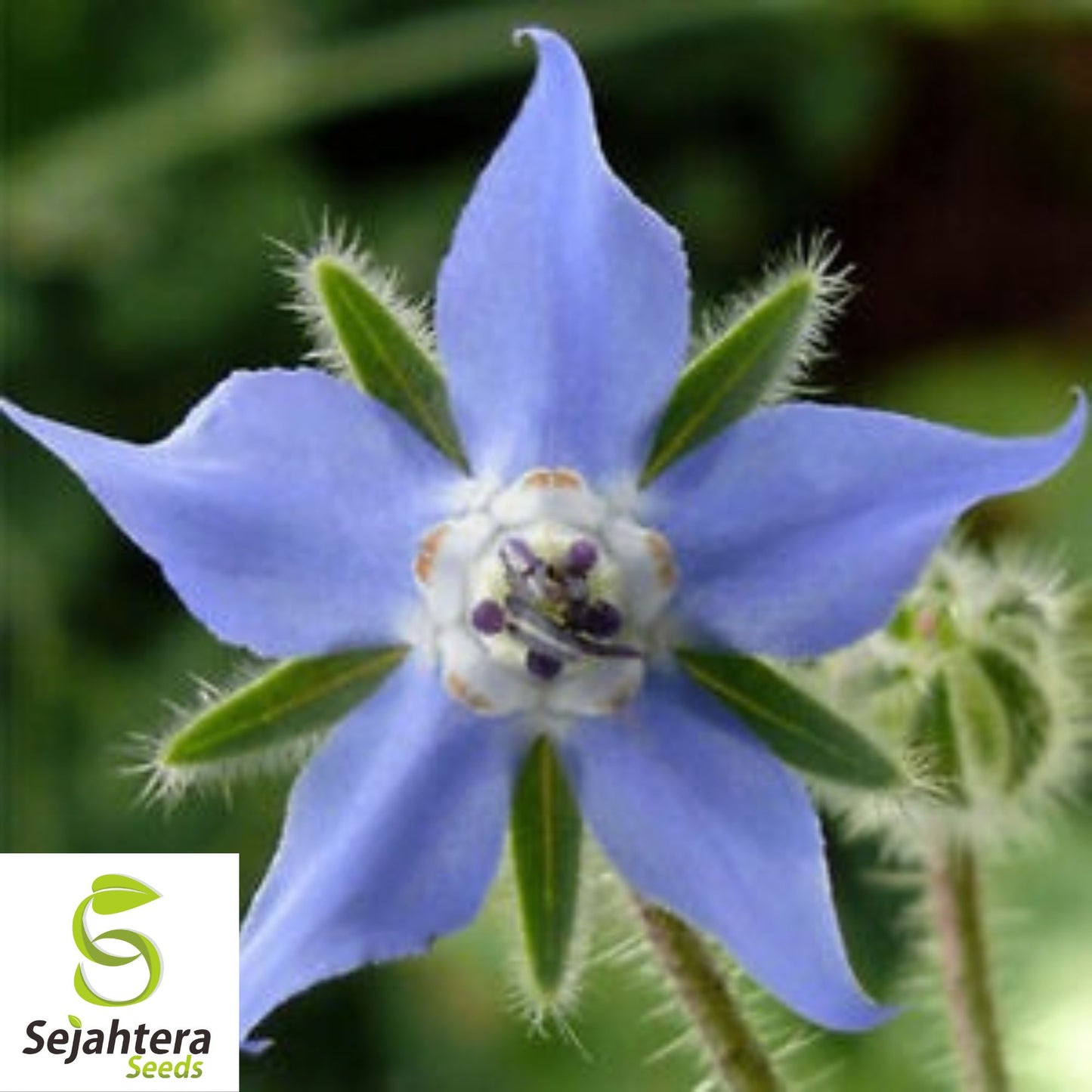 Borage Herb Seeds - 100+ Heirloom, Non-GMO, Pest Repellent & Fresh